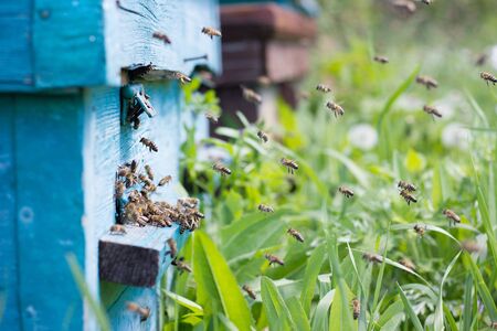 bees carry nectar to the hive. Flying bees in the spring. Swarm of beesの写真素材