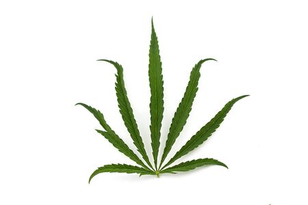 cannabis leaf on a white background. Green twig of hemp isolated on white backgroundの写真素材