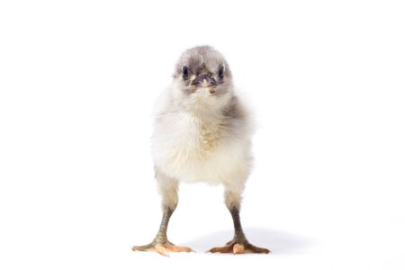small gray chicken isolate. Homemade Fluffy Chicken.の写真素材