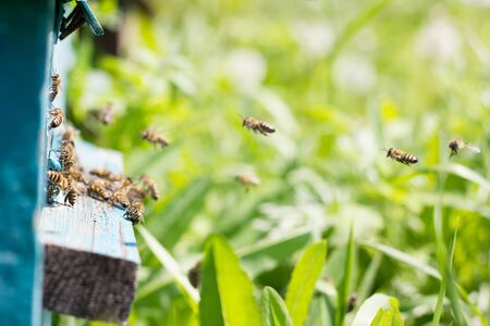 bees carry nectar to the hive. Flying bees in the spring. Swarm of beesの写真素材