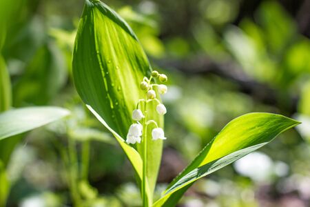 One lily of the valley in the spring forest. Gentle spring flowers. May Flowerの写真素材