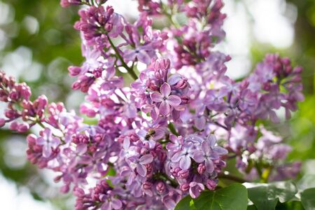 purple lilac outdoors. Gentle spring background. Spring May Flowers.の写真素材