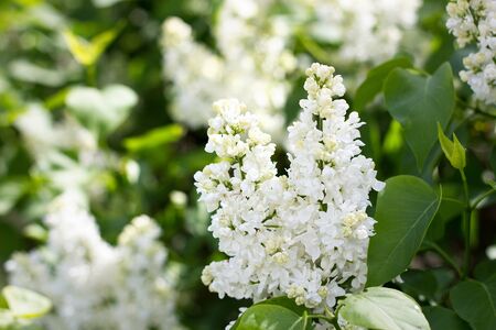 a sprig of white lilac outdoors. May flowers. Spring gentle background.の写真素材