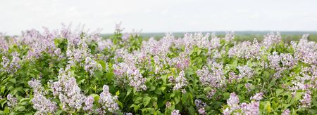 panorama of blooming lilac. Lilac bloom in the spring season. Spring backgroundの写真素材
