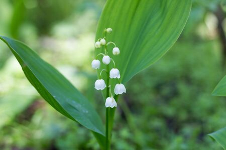 One lily of the valley in the spring forest. Gentle spring flowers. May Flowerの写真素材