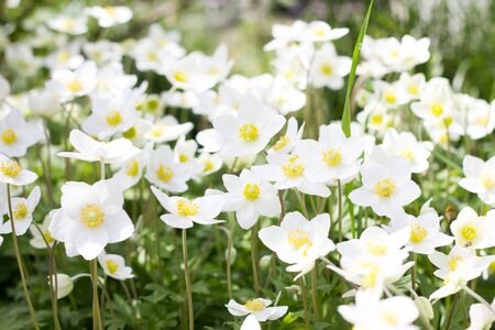 glade of white flowers. Spring flowers . Field perennial white flowers.の写真素材
