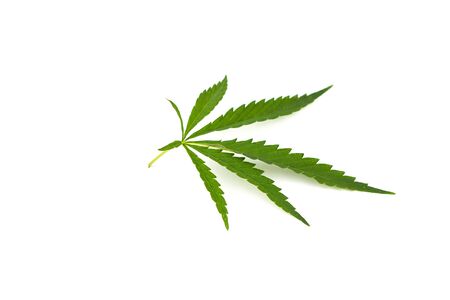 cannabis leaf on a white background. Green twig of hemp isolated on white backgroundの写真素材