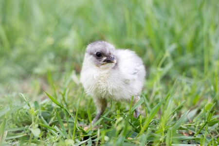 little gray chicken on green grass. Spring season. Chicken breeding.の写真素材