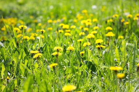 Field of yellow dandelions close-up. Yellow wildflowers. Seasonal dandelions, spring season.の写真素材