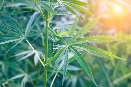 hemp bushes in the open air. Illegal cultivation of narcotic drugs. Young shoots of hemp with sunlightの写真素材