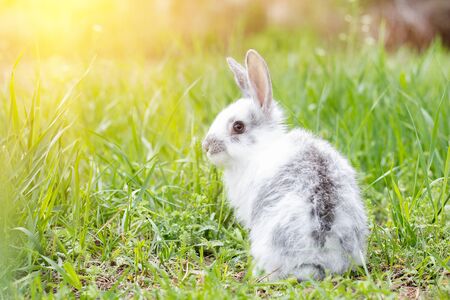 White fluffy rabbit on green grass. Easter Bunny. Little beautiful hare on a green meadow.の写真素材