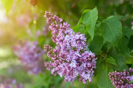 purple lilac outdoors. Gentle spring background. Spring May Flowers.の写真素材