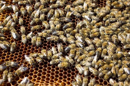 Bees on honeycomb. Closeup of bees on the honeycomb in beehive.の写真素材