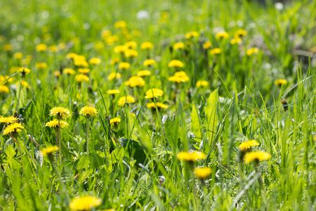 Field of yellow dandelions close-up. Yellow wildflowers. Seasonal dandelions, spring season.の写真素材