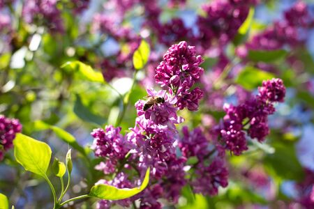 purple lilac outdoors. Gentle spring background. Spring May Flowers.の写真素材