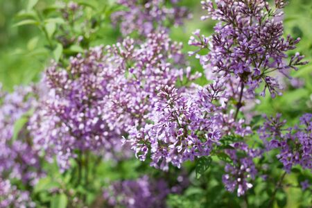 purple lilac outdoors. Gentle spring background. Spring May Flowers.の写真素材