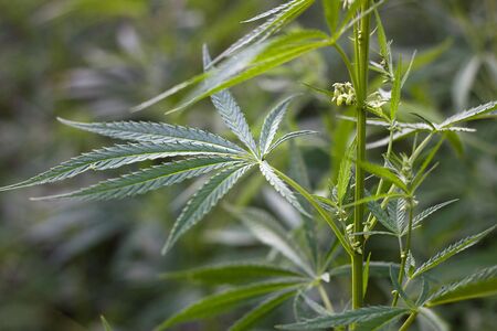 hemp bush in nature. Young shoots of hemp outdoors. Illegal breeding horseの写真素材
