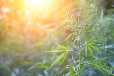 hemp bushes in the open air. Illegal cultivation of narcotic drugs. Young shoots of hemp with sunlightの写真素材