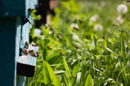 Bees on honeycomb. Closeup of bees on the honeycomb in beehive.の写真素材