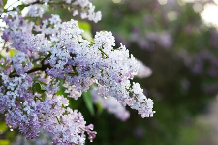 blooming lilac in the spring season. Purple Serenus with sunshine. Close-up.の写真素材