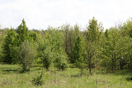 young forest, landscape of tranquil forest. Spring season.の写真素材