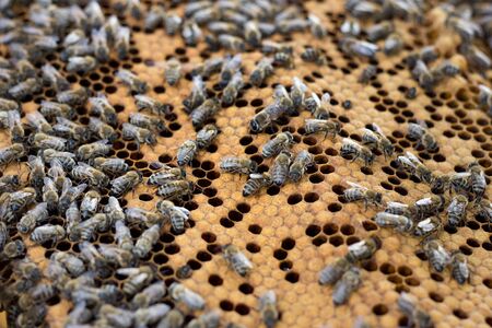 bees on honey frame. Breeding bees. Beekeepingの写真素材