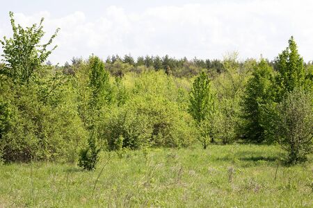 young forest, landscape of tranquil forest. Spring season.の写真素材