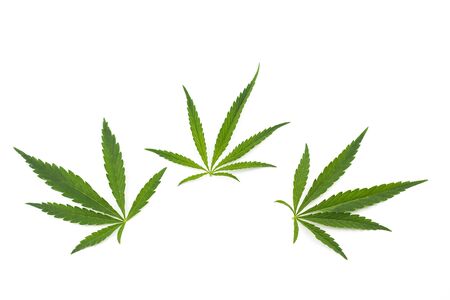 cannabis leaf on a white background. Green twig of hemp isolated on white backgroundの写真素材