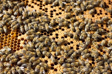 Bees on honeycomb. Closeup of bees on the honeycomb in beehive.の写真素材