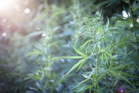 hemp bush in nature. Young shoots of hemp outdoors. Illegal breeding horseの写真素材