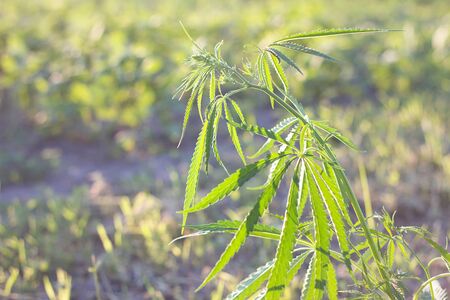 hemp bush in nature. Young shoots of hemp outdoors. Illegal breeding horseの写真素材