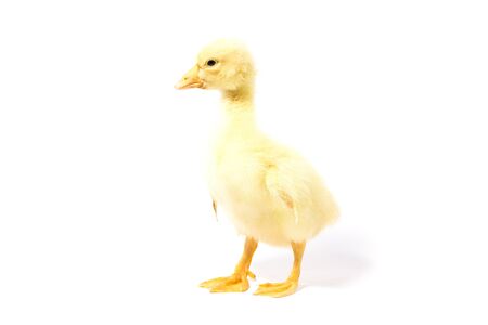 Yellow goose on white background. Little gosling isolated on white background.の写真素材