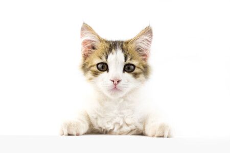 young cat looks at the banner. Place under the inscription.の写真素材