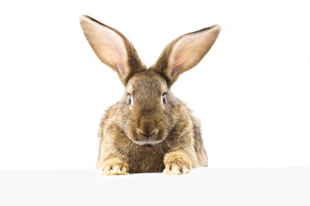 gray fluffy rabbit looking at the signboard. Isolated on white background. Easter bunnyの写真素材