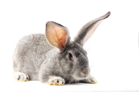 Gray little fluffy rabbit isolated on white background. Easter Bunny . Playful hare. Close-upの写真素材