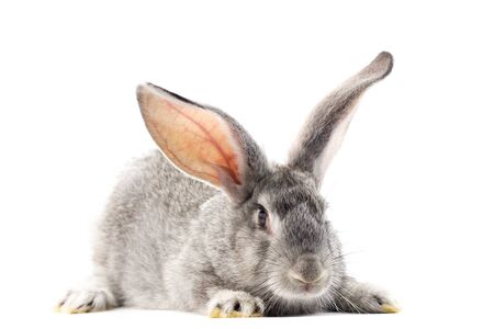 Gray little fluffy rabbit isolated on white background. Easter Bunny . Playful hare. Close-upの写真素材
