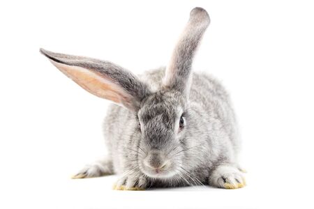 Gray little fluffy rabbit isolated on white background. Easter Bunny . Playful hare. Close-upの写真素材