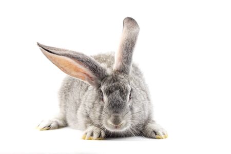 Gray little fluffy rabbit isolated on white background. Easter Bunny . Playful hare. Close-upの写真素材