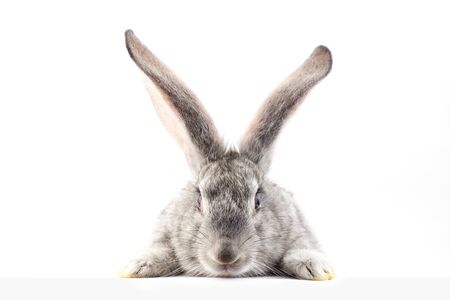 gray fluffy rabbit looking at the signboard. Isolated on white background. Easter bunnyの写真素材