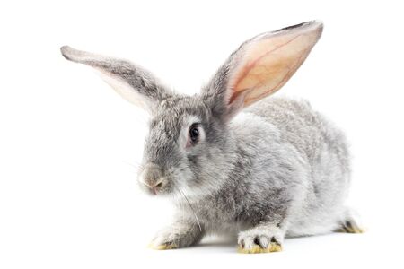Gray little fluffy rabbit isolated on white background. Easter Bunny . Playful hare. Close-upの写真素材