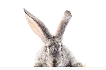 gray fluffy rabbit looking at the signboard. Isolated on white background. Easter bunnyの写真素材