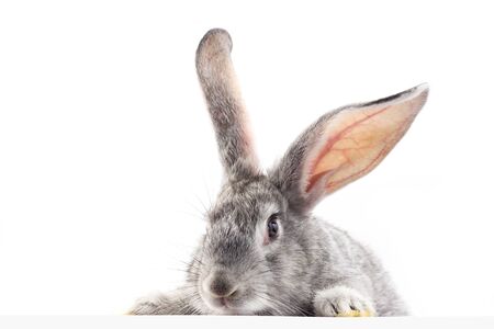 gray fluffy rabbit looking at the signboard. Isolated on white background. Easter bunnyの写真素材