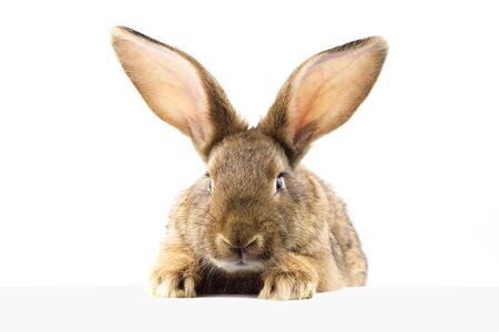 gray fluffy rabbit looking at the signboard. Isolated on white background. Easter bunnyの写真素材