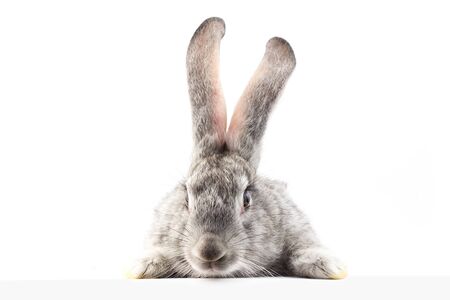 gray fluffy rabbit looking at the signboard. Isolated on white background. Easter bunnyの写真素材