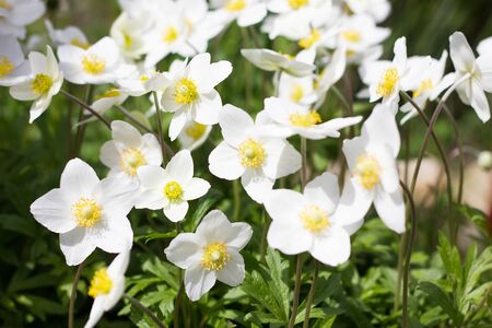 glade of white flowers. Spring flowers . Field perennial white flowers.の写真素材