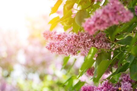 purple lilac outdoors. Gentle spring background. Spring May Flowers.の写真素材