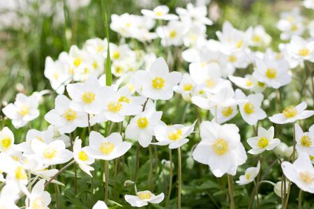 glade of white flowers. Spring flowers . Field perennial white flowers.の写真素材