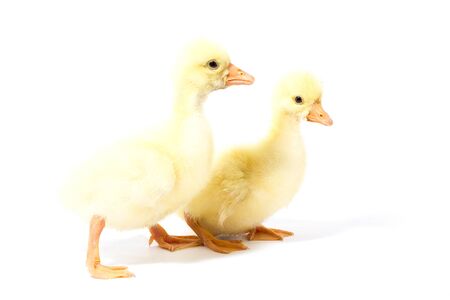 Two yellow gosling isolate. Homemade Little Geeseの写真素材