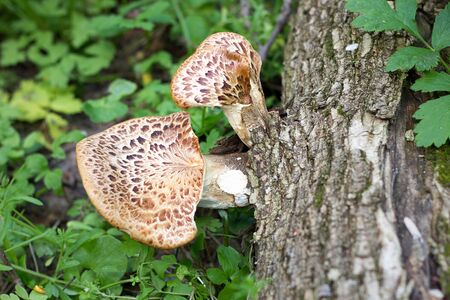 mushroom on the old log. Autumn mushroom picking. Edible Mushroomsの写真素材