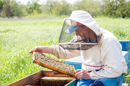 A beekeeper works to collect honey. Beekeeping concept. Beekeeper works with honey frames